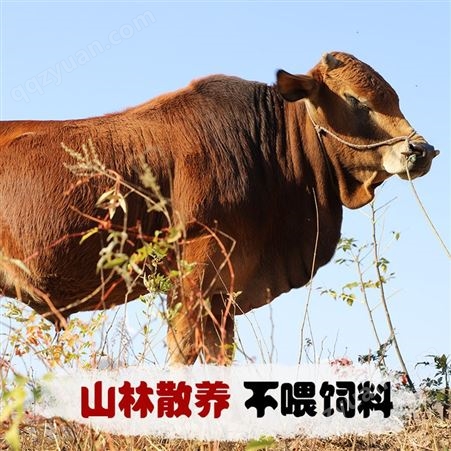 正宗黄牛肉 新鲜牛腱子肉 生牛肉 新鲜农家散养牛腩里脊
