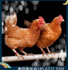 海兰褐青年鸡，60天海兰褐青年鸡，鹤壁海兰褐青年鸡