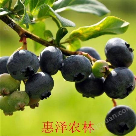 早熟大果 生鲜蓝莓大果 中果 均有 欢迎选择