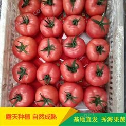 山东西红柿 秀海果蔬 山东西红柿苗 运输方便