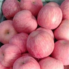 新品种苹果树 红富士大量上市 代收苹果 供应信息