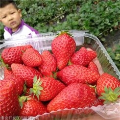 草莓苗 牛奶草莓苗 章姬草莓苗价格