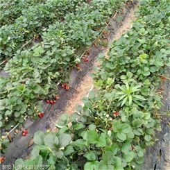 地栽草莓苗 牛奶草莓苗 章姬草莓苗价格