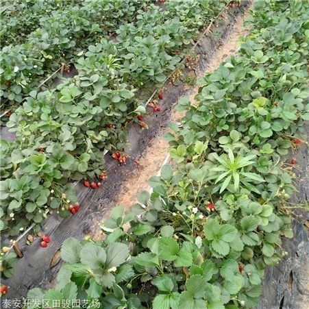 草莓苗 大棚草莓苗 出售批发草莓苗