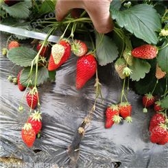 草莓苗 奶油草莓苗 草莓脱毒苗基地