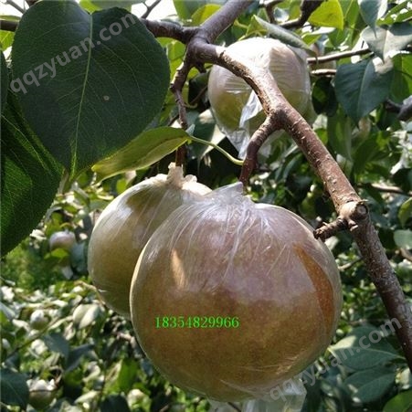 秋月梨树苗的栽植技术  秋月梨树的市场价值