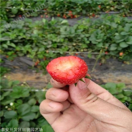 地栽草莓苗 牛奶草莓苗 甜宝草莓苗价格