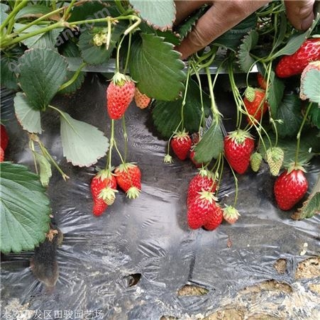 草莓苗 法兰地草莓苗 草莓苗供应基地