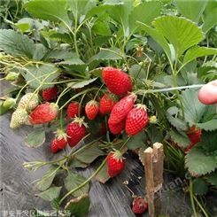 地栽草莓苗 妙香七号草莓苗 奶油草莓苗苗圃常年供应