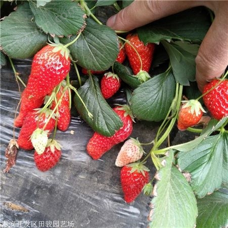 草莓苗 大棚草莓苗 基地直销优质脱毒草莓苗