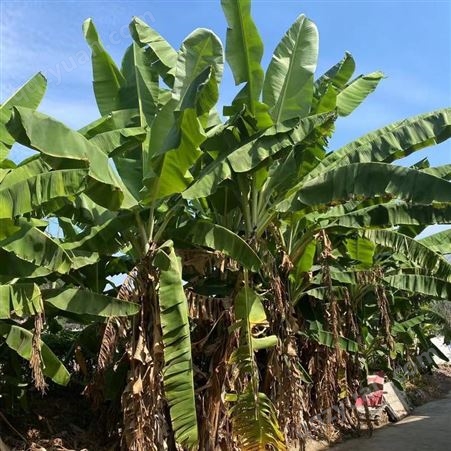 芭蕉树 香蕉袋苗 多年生草本植物 成活好生长快 工程用苗 株高4m