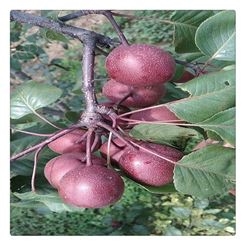 一种新型全红型红梨品种 全红梨梨树苗的特点