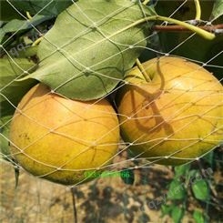 哪种梨树苗种植的多 田骏苗圃二年生玉露香梨树苗 皮薄脆甜
