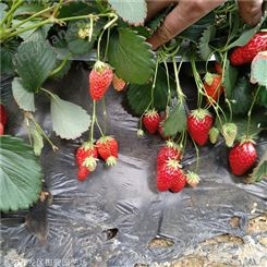 地栽草莓苗 丰香草莓苗 基地现货供应红颜草莓苗