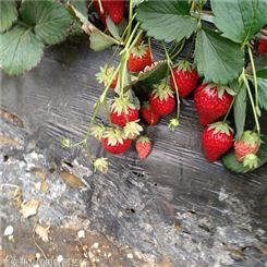 地栽草莓苗 法兰地草莓苗 奶油草莓苗苗圃常年供应