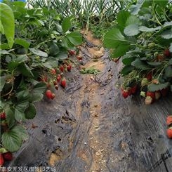 地栽草莓苗 妙香七号草莓苗 基地大量出售甜宝草莓苗