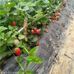 草莓苗 大棚草莓苗 抗病性高丰产草莓苗
