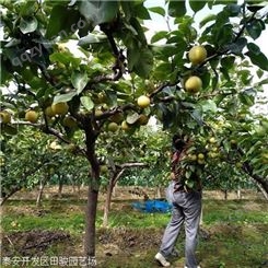 厂家早酥红梨梨树苗 2公分秋月梨树苗 种植基地