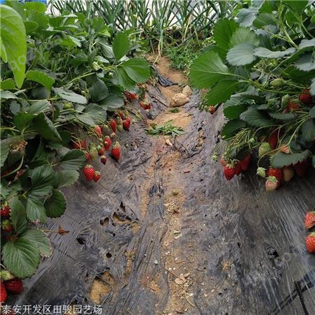 草莓苗 章姬草莓苗 基地直销优质脱毒草莓苗