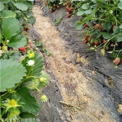 地栽草莓苗 甜宝草莓苗 草莓苗种植