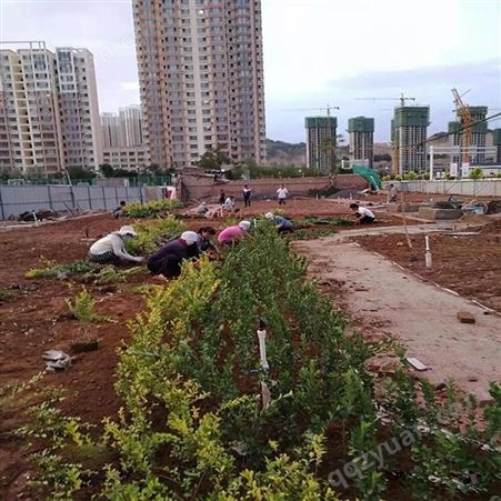 青海西宁绿化专用有机基质 活性有机肥料 大行农业厂家
