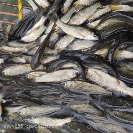 渔场 金丝草鱼苗 产量高 易养活