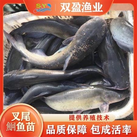 双盈渔场养殖 叉尾鮰鱼苗 叉尾鱼苗活体 出售