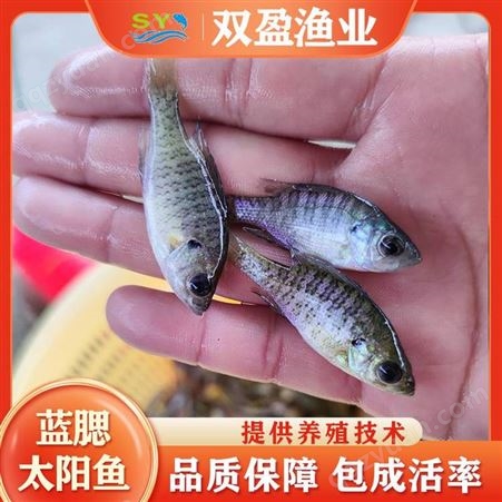 太阳鱼苗 鲜活水产 金边太阳鱼苗 淡水易养殖鱼苗出售 双盈渔业