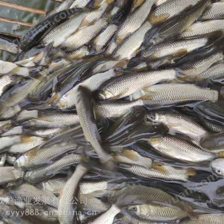 渔场 金丝草鱼苗 产量高 易养活