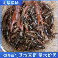大量批发小龙虾苗 人工养殖小龙虾苗