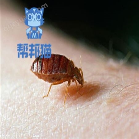 广州广园东除螨虫消杀老鼠 灭蟑螂 杀白蚁上门价格多少