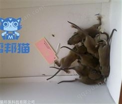 广州万顷沙除老鼠灭老鼠 消杀老鼠 杀老鼠上门价格多少