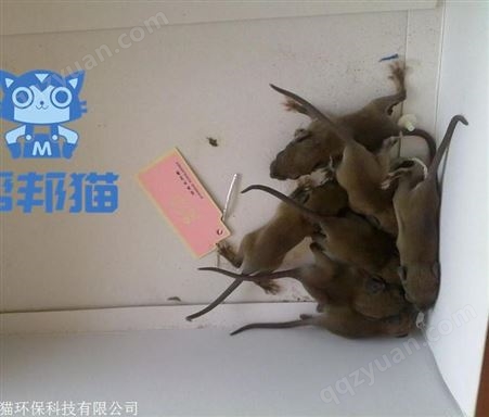 广州万顷沙除老鼠灭老鼠 消杀老鼠 杀老鼠上门价格多少