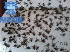 天河兴华街道灭蚂蚁除老鼠 杀蟑螂 消杀蚊蝇上门价格多少