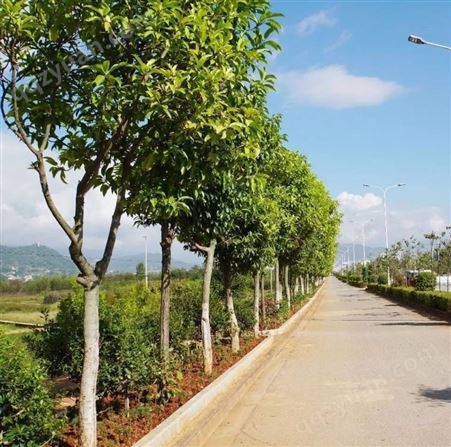 桂林秀峰户外庭院灯光设计公园路径太阳能灯全配套组件施工安装